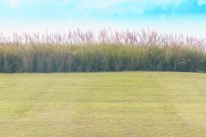 Imperata cylindrica Beauv with grass field photo