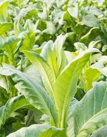 Close up Nicotiana tabacum photo