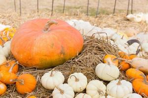 Pumpkin harvest season on the farm photo