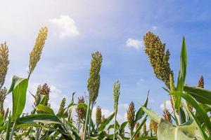 Millet field with blue sky photo