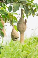 nido de pájaro tejedor de baya en el árbol foto