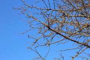 dry branches against blue sky background photo