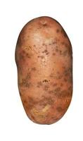 patatas crudas sin pelar sobre un fondo blanco foto
