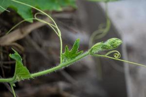 A green colour bottle gourd tip on the sunny day in village garden photo