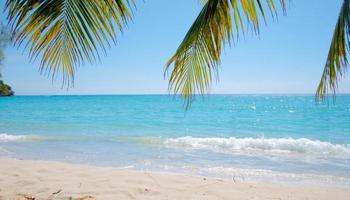 hojas de palma en el fondo de la playa del mar tropical en concepto de verano foto