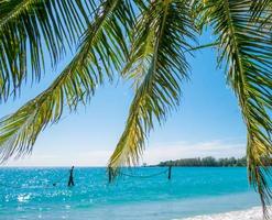 palm leaves on the  tropical sea beach background in Summer concept photo