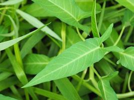 green morning glory vegetable background photo