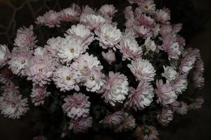 ramo de crisantemos fotografiados durante la noche para resaltar los aspectos generales foto