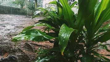 plantes ornementales à larges feuilles se balançant dans les gouttes de pluie. video