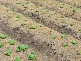 planta de tabaco joven foto