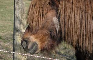 Pony with its mane over the eyes photo