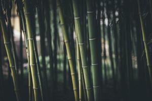 Full frame closeup of green bamboo trunk with copy space Dark green background with copy space