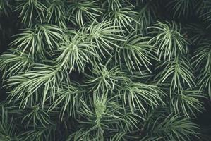 Primer plano de hojas verdes con copia espacio fondo verde oscuro foto