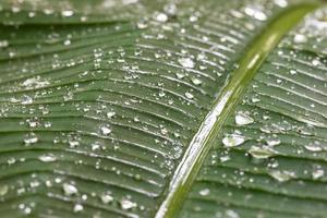 hoja de plátano balanceándose en un día lluvioso con agua cayendo a la superficie foto