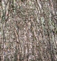 un detalle de primer plano del viejo fondo del tronco del árbol. foto