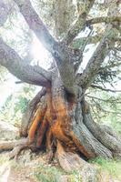 Giant ancient hundred-year-old stone pine photo