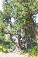 Forest in engadine valley Switzerland with ancient stone pine photo