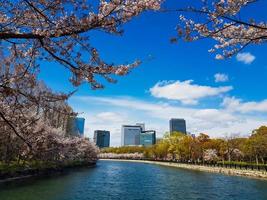 A view from one corner of the park around Osaka Castle, where neatly arranged cherry blossom trees are blooming. photo