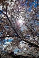 Cherry blossoms blooming in a park in Osaka. photo