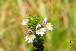 Common eyebright Euphrasia flower with buds against a blurred green background photo