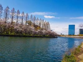 A view from one corner of the park around Osaka Castle, where neatly arranged cherry blossom trees are blooming. photo