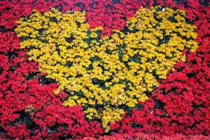 primer plano de la pared del corazón hecha por flores de begonia. foto