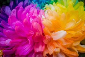 Closeup of The rainbow Chrysanthemum the new innovative plants from Netherlands. photo