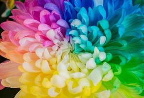 Closeup of The rainbow Chrysanthemum the new innovative plants from Netherlands. photo