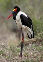 A close-up photo of a Saddle-billed stork that was spotted whilst on safari in the Sabi Sands game reserve in South Africa.