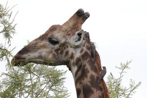 una foto de primer plano de una jirafa en el parque nacional kruger en sudáfrica