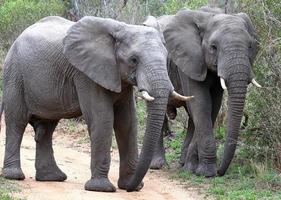 una foto de primer plano de dos elefantes machos vistos en la reserva natural de sabi sands durante un safari.