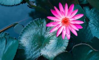 Close-up of beautiful pink waterlily and lotus leaf in the blue pond.lotus flower background photo