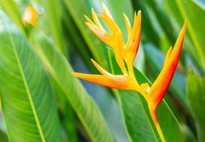 flor de heliconia o antorcha dorada de heliconia. flores tropicales exóticas en el jardín del bosque con hojas y fondo de sol matutino. foto