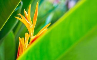 flor de heliconia o antorcha dorada de heliconia. flores tropicales exóticas en el jardín del bosque con hojas y fondo de sol matutino. foto