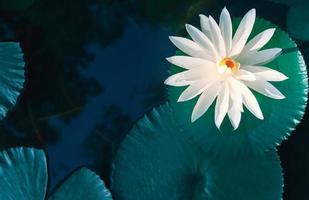 Beautiful white lotus or waterlily and white lotus leaf in the blue pond.lotus flower background photo