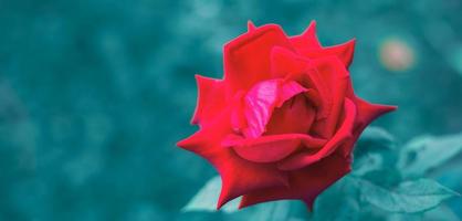 Close-up shot of red rose to bloom and rose leaves on blue style natural blur background. photo