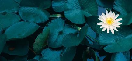 Beautiful white lotus or waterlily and white lotus leaf in the blue pond.lotus flower background photo