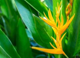 Heliconia flower or Heliconia Golden Torch. Exotic tropical flowers in the forest garden with leaves and morning sun background. photo