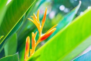 flor de heliconia o antorcha dorada de heliconia. flores tropicales exóticas en el jardín del bosque con hojas y fondo de sol matutino. foto