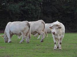 vacas blancas en alemania foto