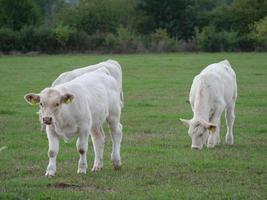 vacas blancas en alemania foto