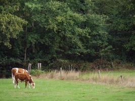 at the river Berkel in germany photo