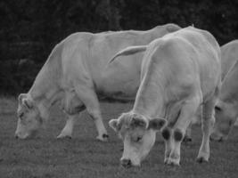 cows in westphalia photo