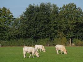 white cows in germany photo