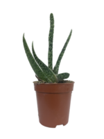 Succulent plant in a pot isolated png