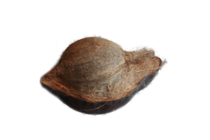 photo of ripe coconut without background png