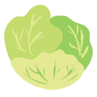 cabbage isolated on white background png