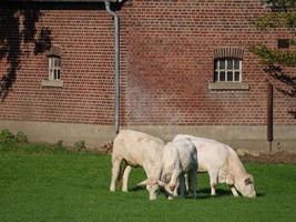 white cows in germany photo