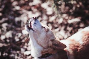 perro con la boca abierta foto