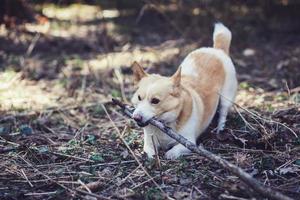 perro jugando con un palo en el bosque foto